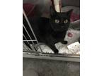 Adopt Shirley a All Black Domestic Shorthair (short coat) cat in Byron Center