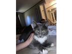 Adopt Athena a Gray or Blue (Mostly) Russian Blue / Mixed (long coat) cat in