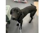 Adopt Emilio a Labrador Retriever / Mixed dog in Troy, VA (33664378)