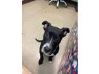 Adopt Jett a American Pit Bull Terrier / Mixed dog in Birdsboro, PA (33664313)