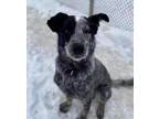 Adopt Lefty a Black Australian Cattle Dog / Mixed dog in Valley View