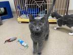 Adopt Flint a Gray or Blue Domestic Shorthair / Domestic Shorthair / Mixed cat