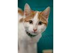 Adopt Billy a Orange or Red Domestic Shorthair / Domestic Shorthair / Mixed cat
