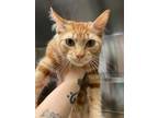 Adopt Tatum a Orange or Red Domestic Mediumhair / Domestic Shorthair / Mixed cat