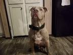 Adopt Viktor a Brindle - with White American Pit Bull Terrier / Mixed dog in