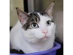 Adopt Blu a Domestic Shorthair / Mixed cat in Sheboygan, WI (33664278)