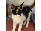 Adopt Selena a Domestic Shorthair / Mixed cat in Sheboygan, WI (33664276)