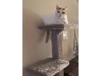 Adopt Bandit a White (Mostly) Domestic Longhair / Mixed (long coat) cat in