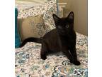 Adopt Pepper a Domestic Shorthair / Mixed (short coat) cat in Lawrenceville