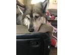 Adopt Talla a Gray/Silver/Salt & Pepper - with White Husky / Mixed dog in