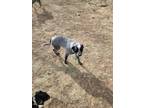 Adopt Stella a Gray/Blue/Silver/Salt & Pepper Australian Cattle Dog / Mixed dog