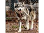 Adopt Timber a Black - with White Alaskan Malamute / Mixed dog in Oakland