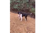 Adopt Maya Mae a Black - with White Border Collie dog in Milton, GA (33656859)