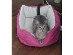 Adopt Harris a Domestic Shorthair / Mixed cat in Little Rock, AR (33660797)
