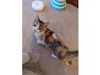 Adopt Callie a Domestic Shorthair / Mixed cat in Little Rock, AR (33660795)