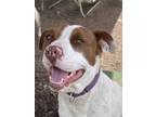 Adopt Paloma a White Australian Cattle Dog / American Pit Bull Terrier / Mixed