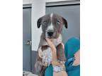 Adopt Albert a Black - with White Catahoula Leopard Dog / Great Dane / Mixed dog