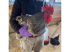 Adopt HULK a Black Chicken / Mixed bird in Methuen, MA (33663847)