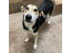 Adopt Mira a Hound (Unknown Type) / Mixed dog in Lexington, KY (33663938)