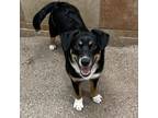 Adopt Hambone a Pembroke Welsh Corgi / Mixed dog in Lexington, KY (33663936)