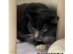 Adopt DEEDEE a Black (Mostly) Domestic Shorthair / Mixed (short coat) cat in