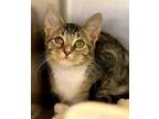 Adopt Meowgaret a Brown or Chocolate Domestic Shorthair / Domestic Shorthair /