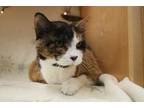 Adopt Marbles a White Domestic Shorthair / Domestic Shorthair / Mixed cat in