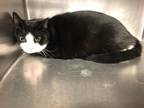 Adopt Mater a Black & White or Tuxedo Domestic Shorthair (short coat) cat in