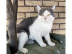 Adopt Dill Pickle a Gray or Blue (Mostly) Domestic Shorthair (short coat) cat in