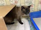 Adopt Azure a Brown or Chocolate Siamese / Domestic Shorthair / Mixed cat in