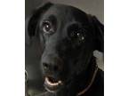 Adopt Jojo a Black Labrador Retriever / Mixed dog in Newport News, VA (33663610)