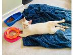 Adopt Yellowtail- in Foster a White Domestic Shorthair / Domestic Shorthair /