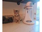 Adopt Mackerel- in Foster a Brown or Chocolate Domestic Shorthair / Domestic