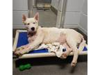 Adopt WINTER a White Husky / Mixed dog in Huntsville, AL (33663578)