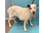 Adopt ROXY a White - with Black Labrador Retriever / Mixed dog in San Antonio