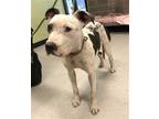 Adopt POPPY a White - with Black American Pit Bull Terrier / Mixed dog in