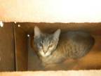Adopt *ASHES a Brown or Chocolate (Mostly) Domestic Shorthair / Mixed (short