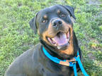 Adopt TORO a Black - with Brown, Red, Golden, Orange or Chestnut Rottweiler /