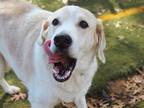 Adopt TIGER a White - with Tan, Yellow or Fawn Labrador Retriever / Mixed dog in