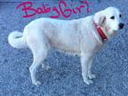 Adopt Baby Girl a White Great Pyrenees / Mixed dog in Lebanon, MO (33663531)