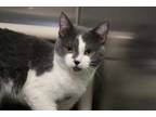 Adopt Chimney a Gray or Blue Domestic Shorthair / Domestic Shorthair / Mixed cat