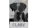 Adopt Clark (Cocoa Adoption Center) a Black Hound (Unknown Type) / Mixed dog in
