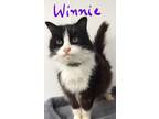 Adopt Winnie a Black & White or Tuxedo Domestic Longhair (long coat) cat in