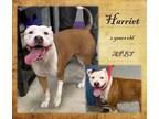 Adopt Harriet a Tan/Yellow/Fawn American Pit Bull Terrier / Mixed dog in