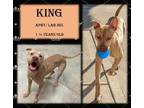 Adopt King a Tan/Yellow/Fawn American Pit Bull Terrier / Labrador Retriever /