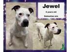 Adopt Jewel a White Dalmatian / Mixed dog in Franklin, IN (33663374)