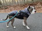 Adopt Buddy a Black - with White American Staffordshire Terrier / Mixed dog in