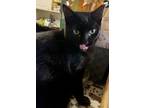 Adopt Tippy a All Black Domestic Shorthair / Mixed (short coat) cat in Campbell