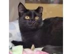 Adopt Bonnie A All Black Domestic Shorthair / Domestic Shorthair / Mixed Cat In