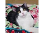 Adopt Nancy A All Black Domestic Shorthair / Domestic Shorthair / Mixed Cat In